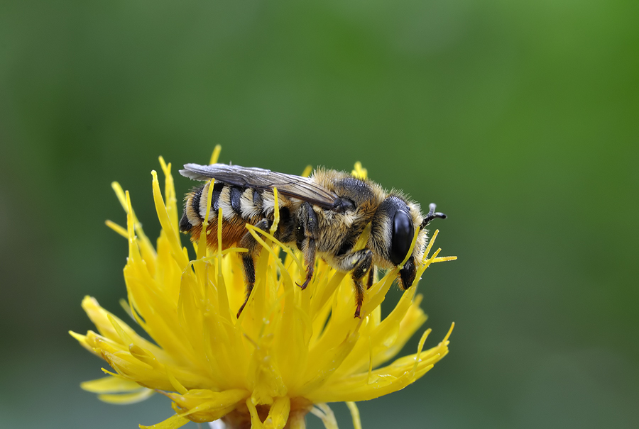 Hexapoda Hymenoptera Apidae Dasypoda.