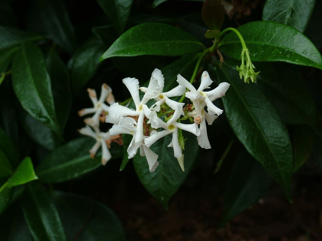 prima foto con la mia S7000