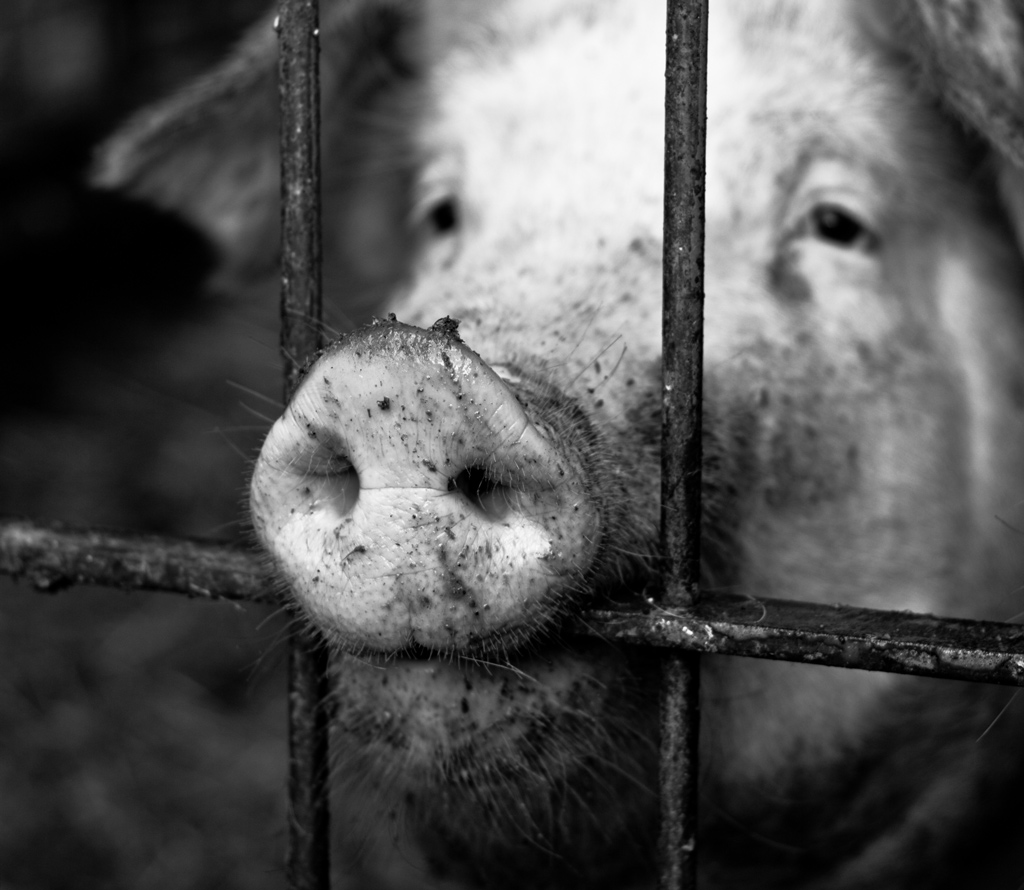 Fiuto la malinconia...