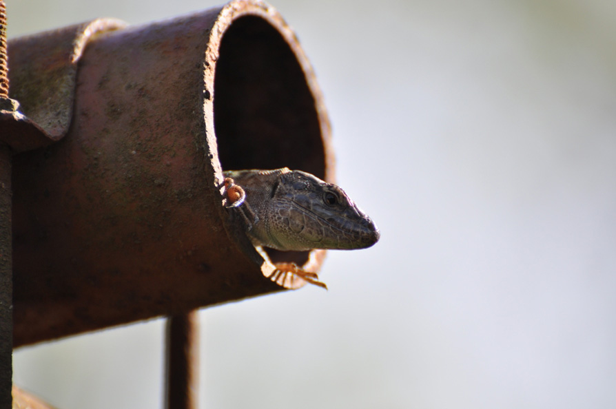 Faceva caldo nel tubo...