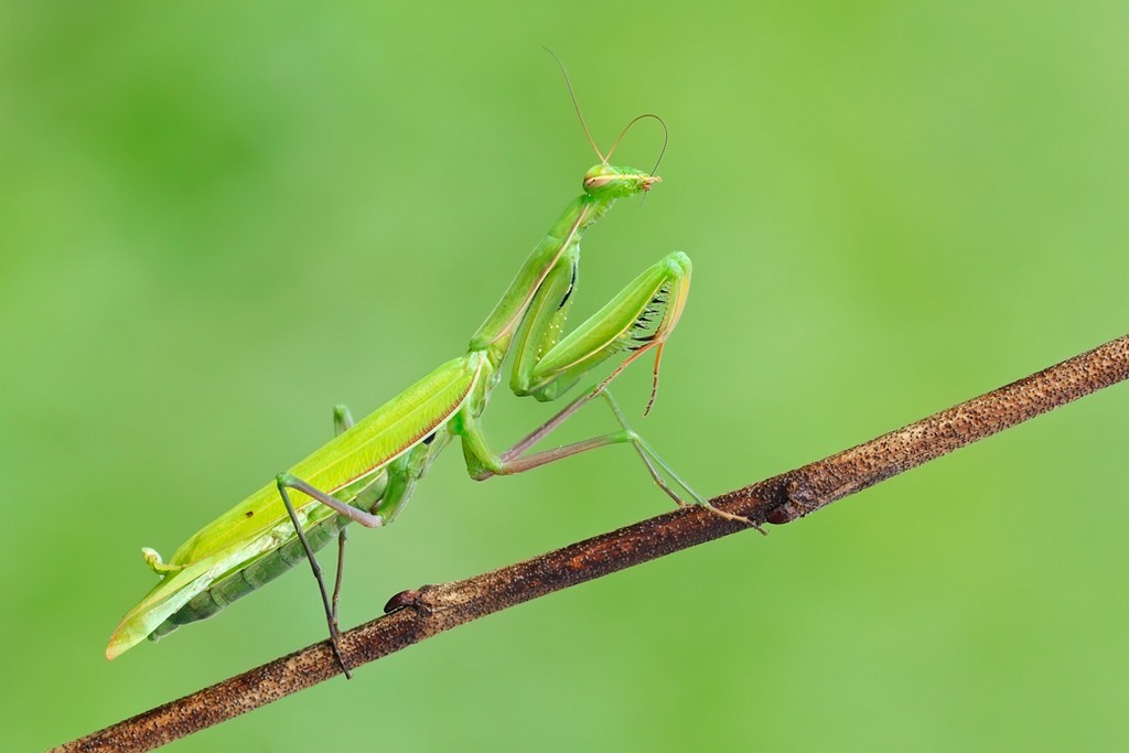 Mantis Religiosa