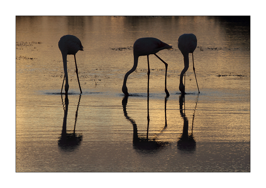 Se non vengo a noia ...