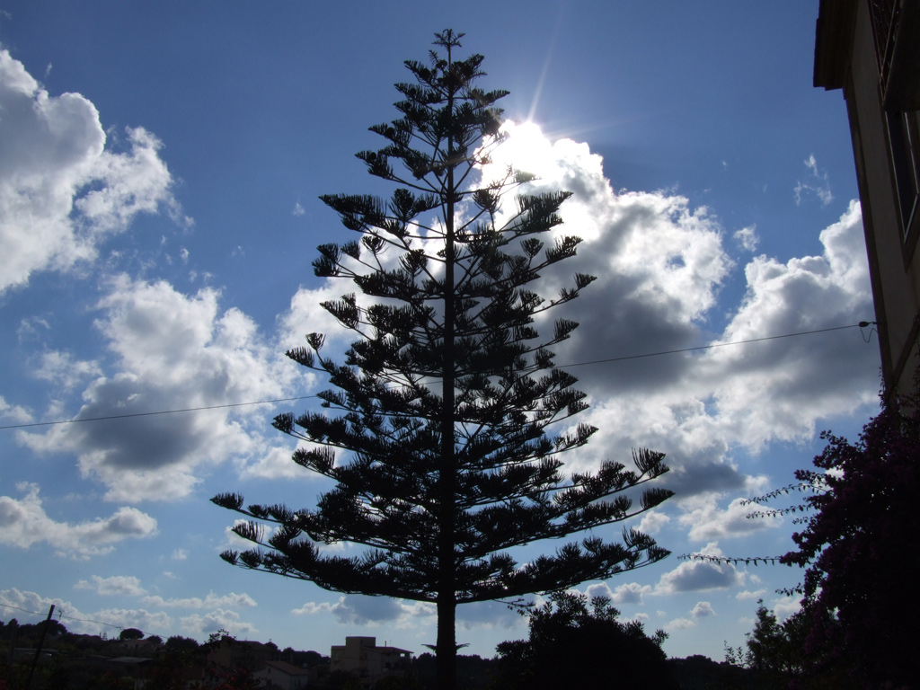 Albero in controluce