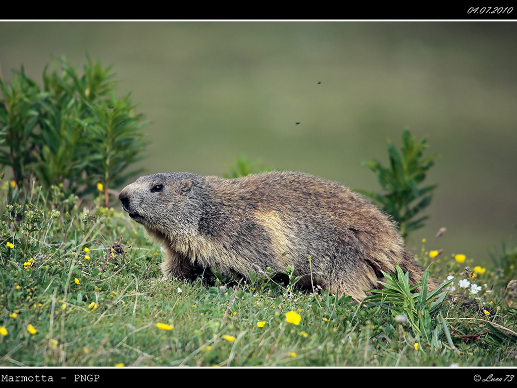 Marmotta PNGP # 1