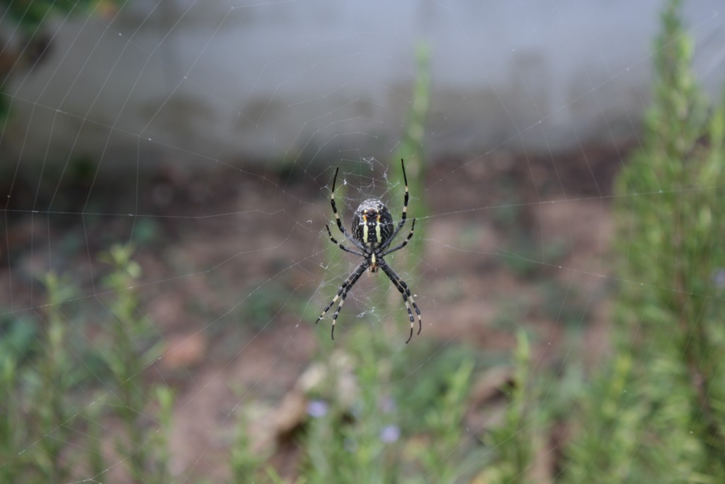 Argiope "Ragno vespa"