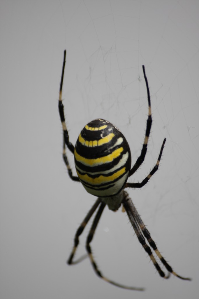 Argiope 2