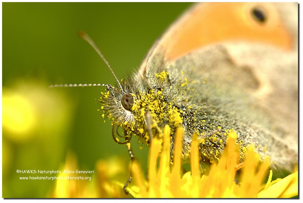 Coenonympha pamphilus
