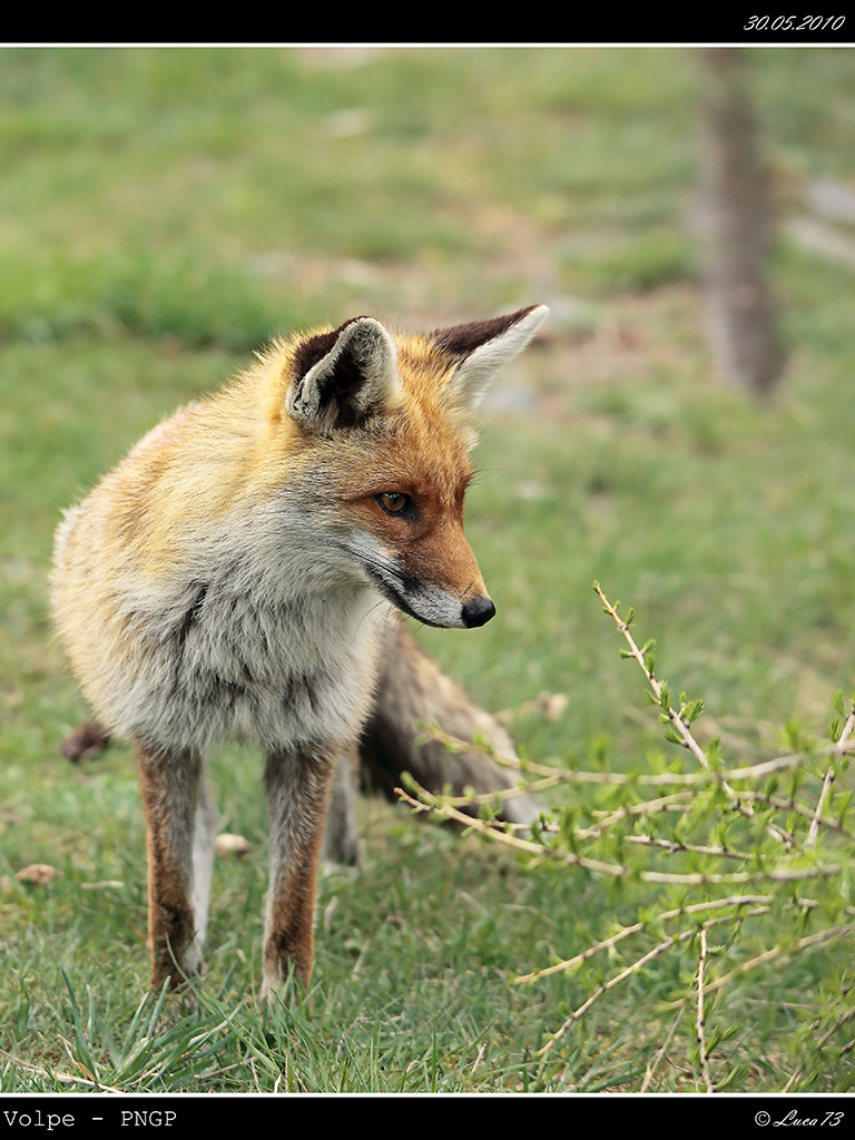 Volpe PNGP # 20