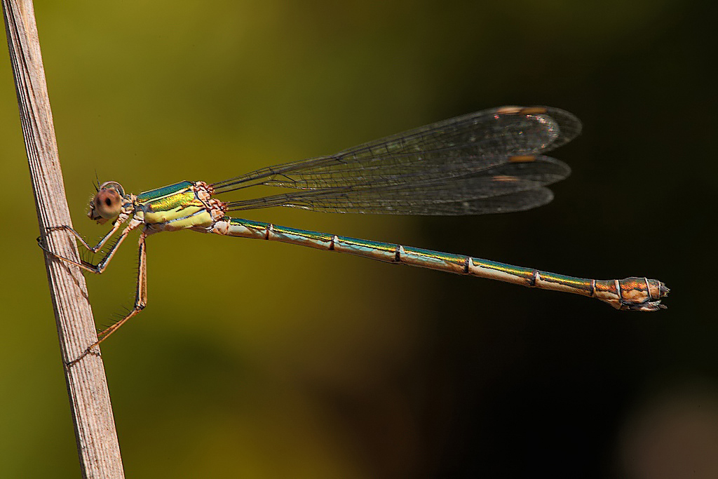 ...Nuova Modella...!!!