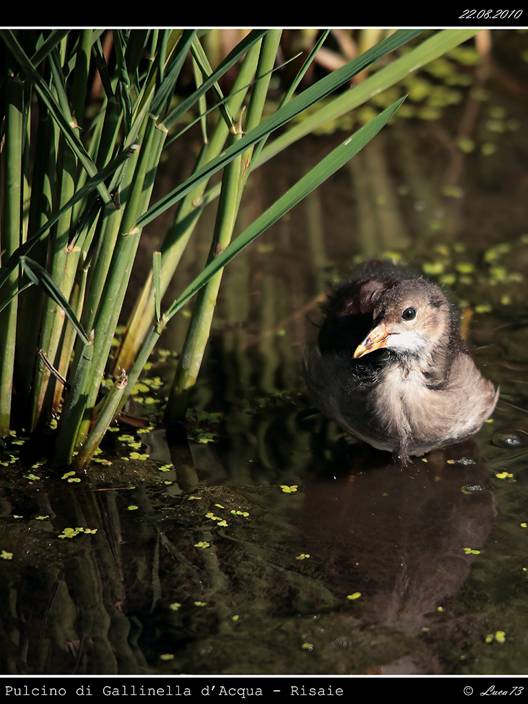 Pulcino di Gallinella d'Acqua # 5