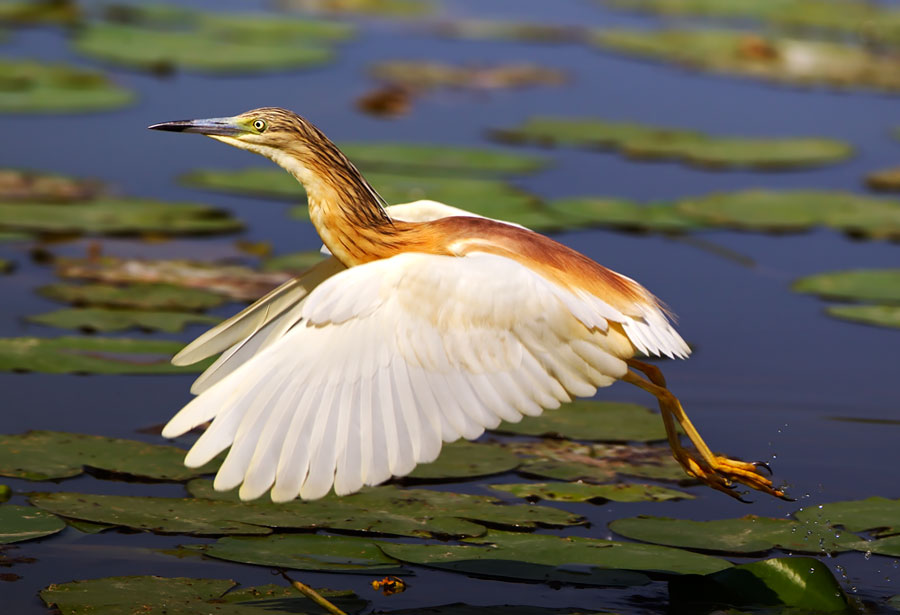 Sgarza ciuffetto(Ardeola ralloides)