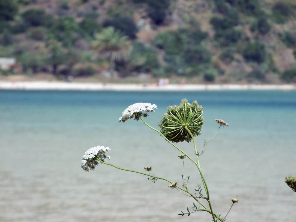 .....sullo specchio di Venere