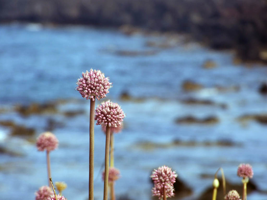 Sul filo di lana........vinco io!