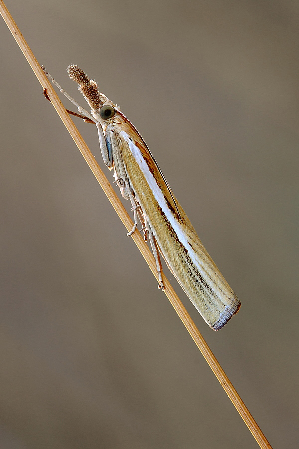 Piccola falena...penso