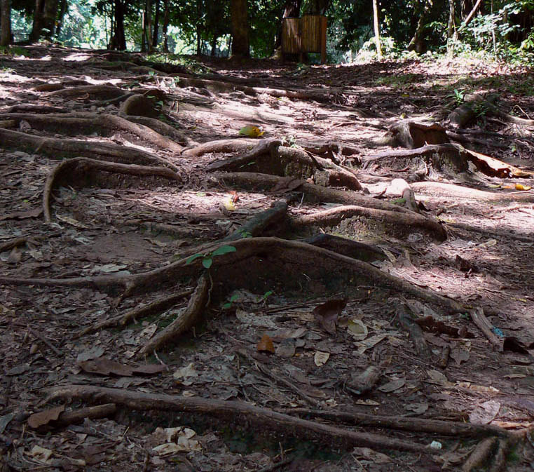 la natura che cammina