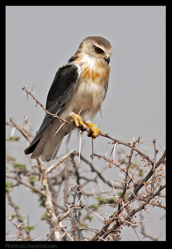 Lanner Falcon [Namibia]