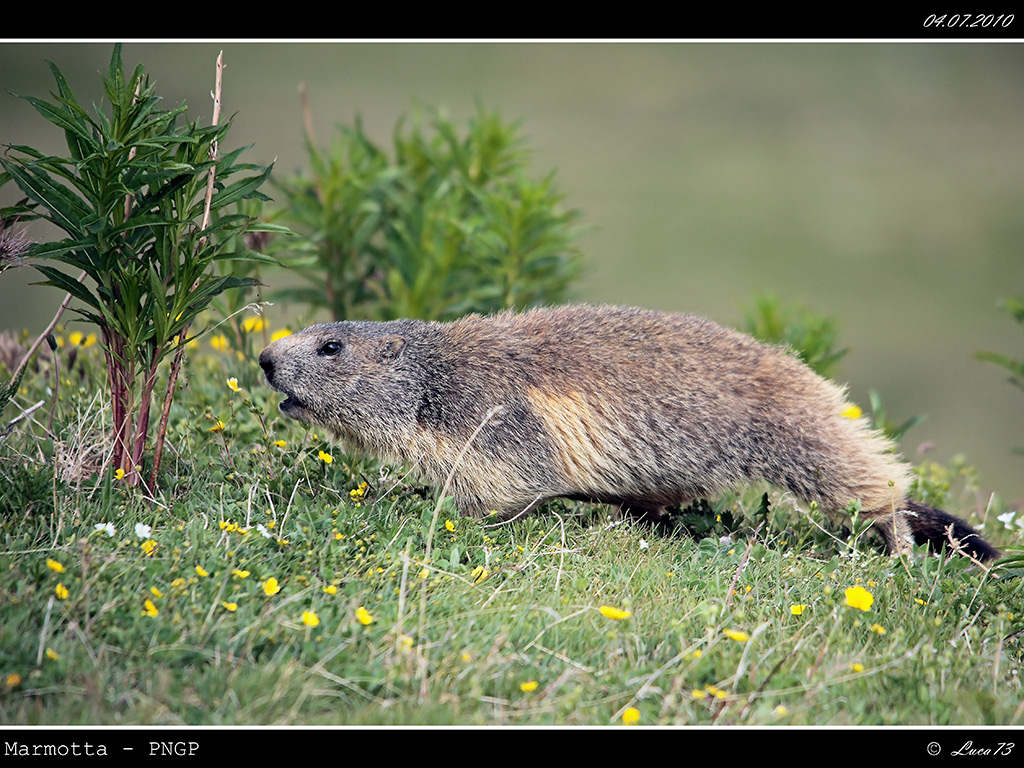 Marmotta PNGP # 2