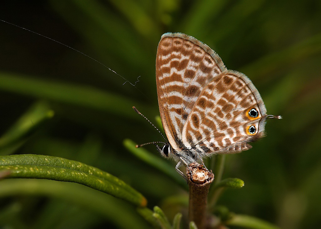...Appesa Ad Un Filo...!!!