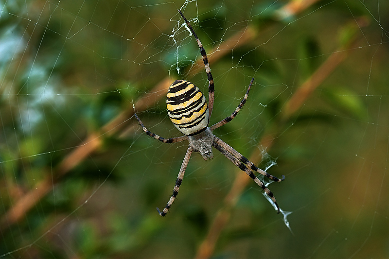 argiope con handicap