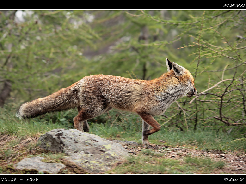 Volpe PNGP # 21