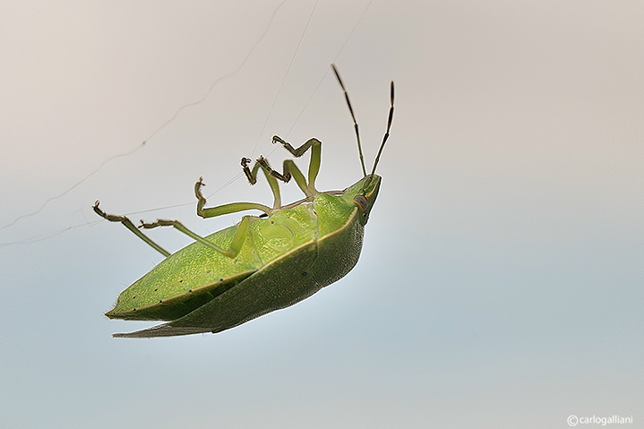 L'arrampicata della cimice