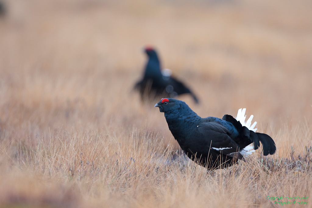galli forcelli in parata