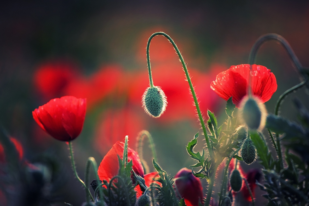 When I'm grown I want to be a Fireman