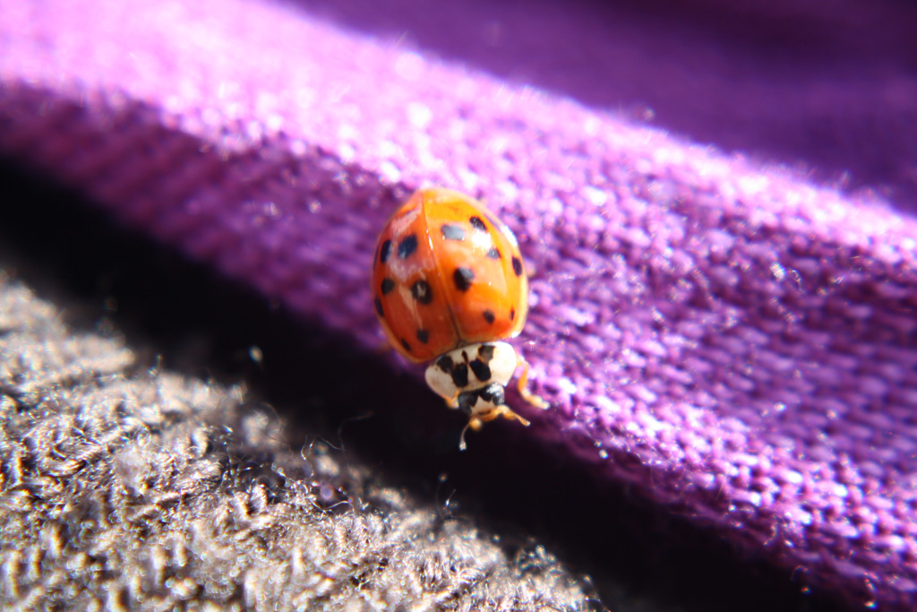 Coccinella