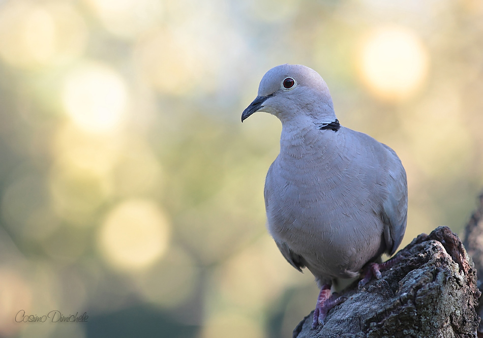 Tortora dal collare orientale