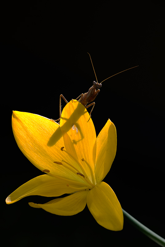 Mantis religiosa