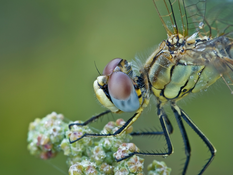 ...occhi.. di Sympetrum fonscolombi