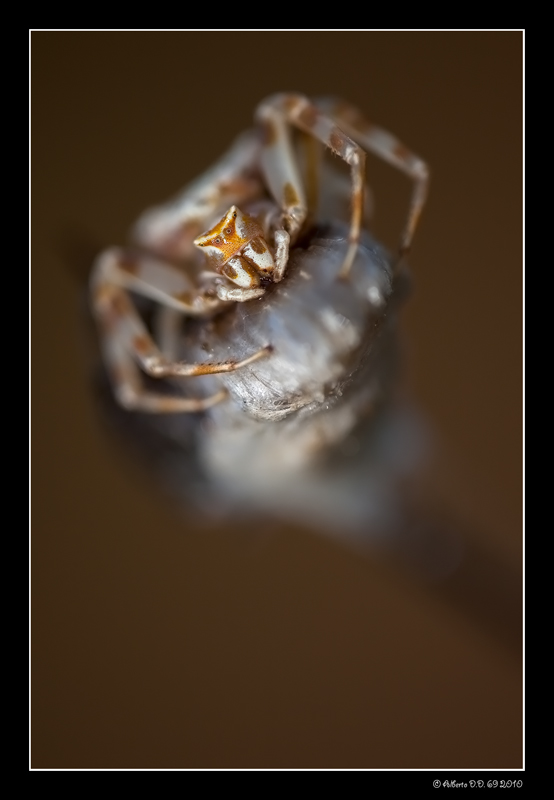 ...ritratto di tomiside...