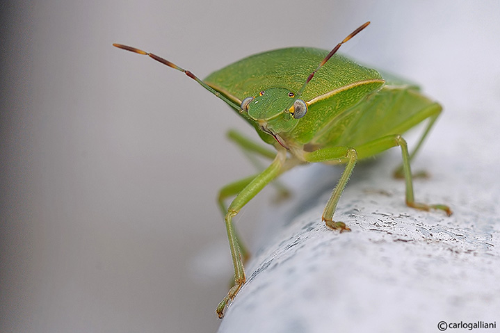 Ancora cimice molto vicina