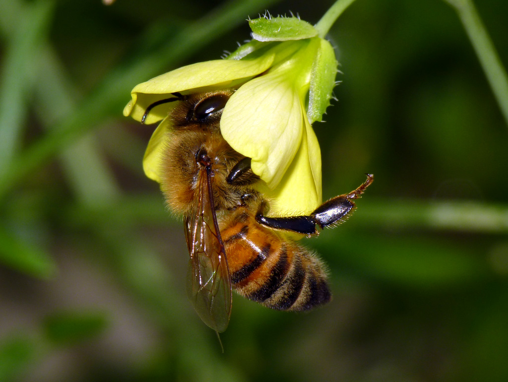 Ape e fiore di rucola