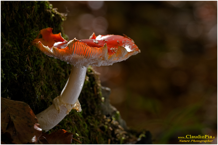 Amanita muscaria