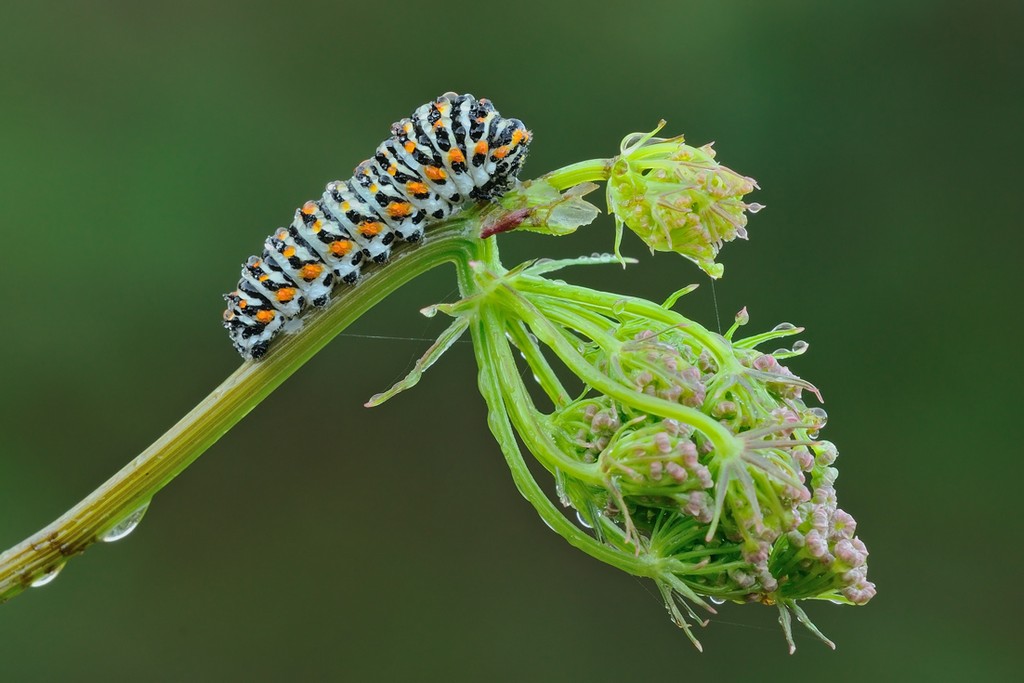 Papilio Machaon