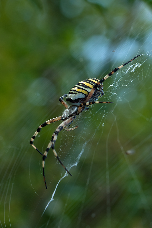 profilo di argiope