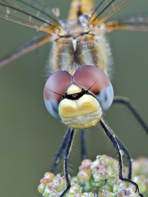 ....tergicristalli....