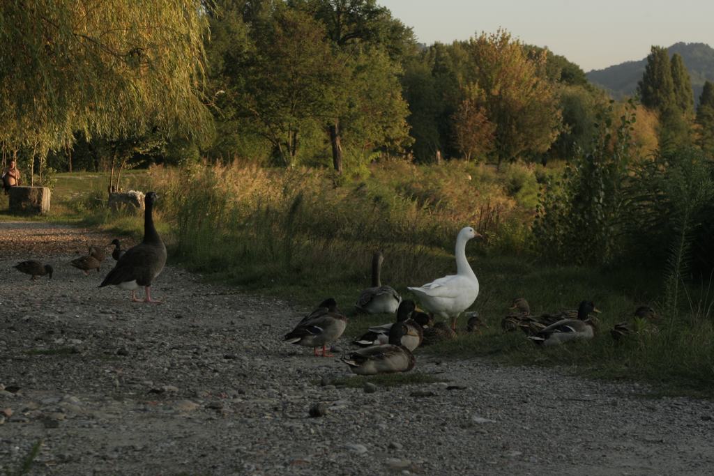 Abitanti del laghetto......