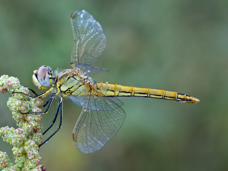 Sympetrum fonscolombii