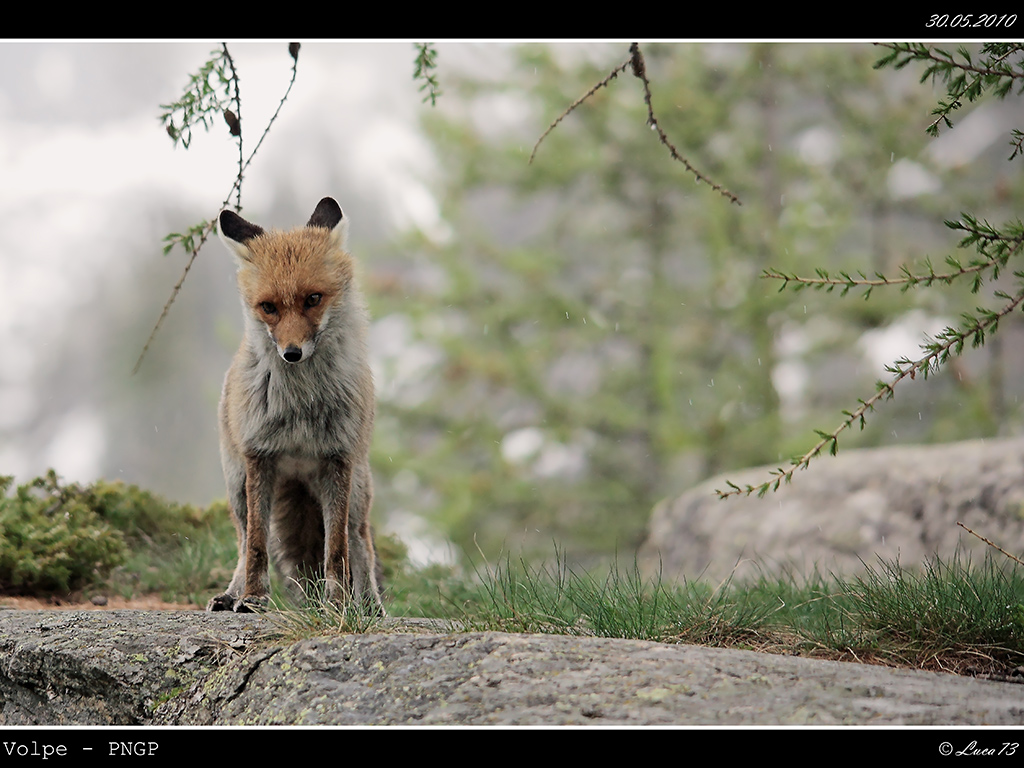 Volpe PNGP # 23
