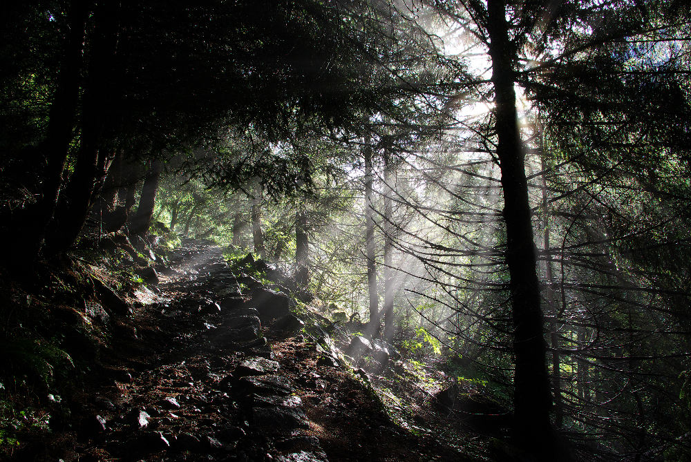 Radiografia di un albero