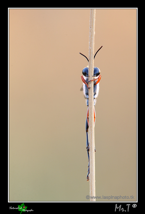 ...Ammophila heideni III...frontale...