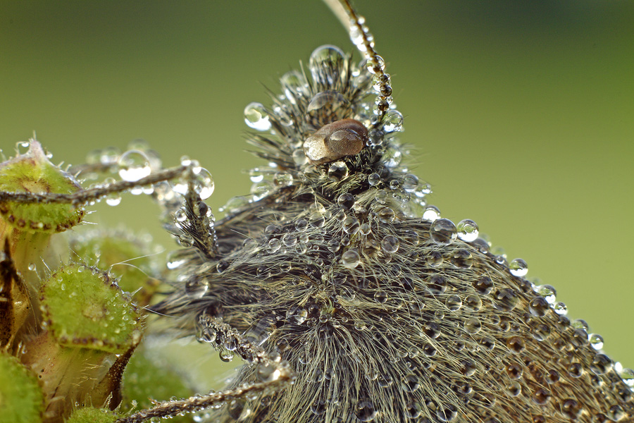 ritratto di coenonypha pamphilus