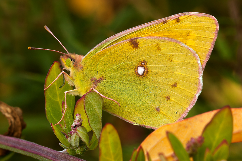 colias