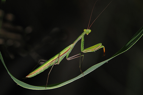 mantide  ultimissima