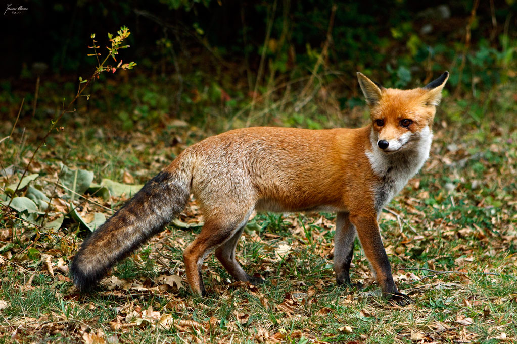 La chiamer� Giacomo