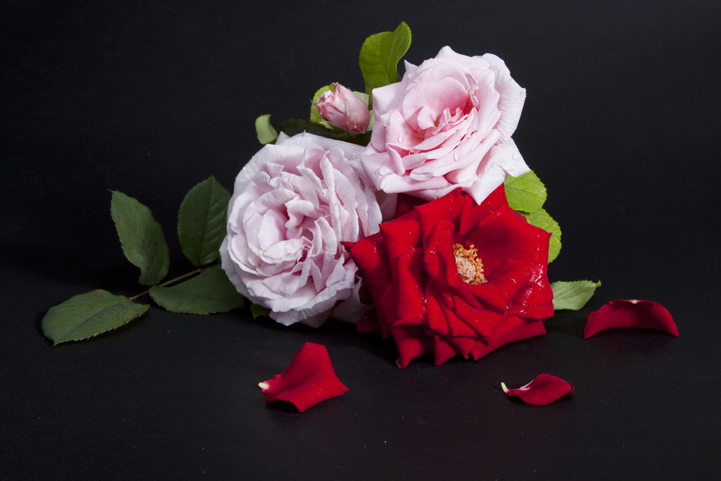 rose in rosa e rosso