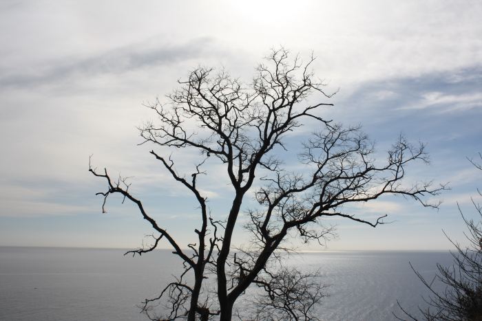 l'albero e l'orrizzonte
