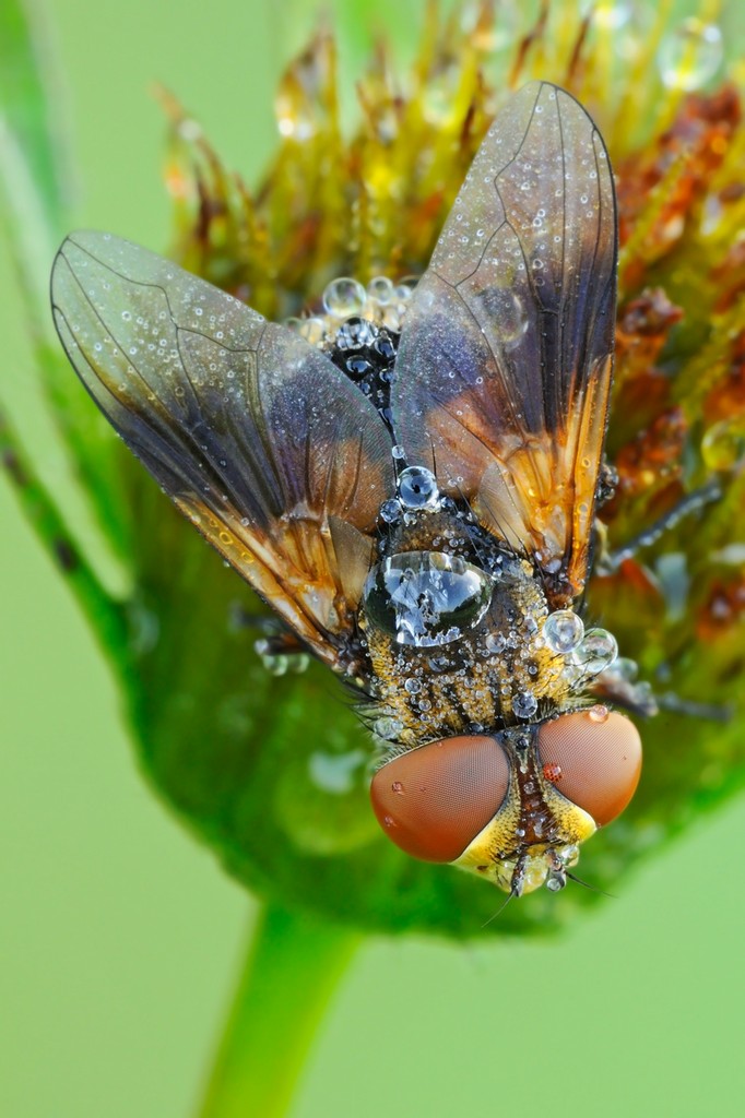 Ectophasia Crassipennis